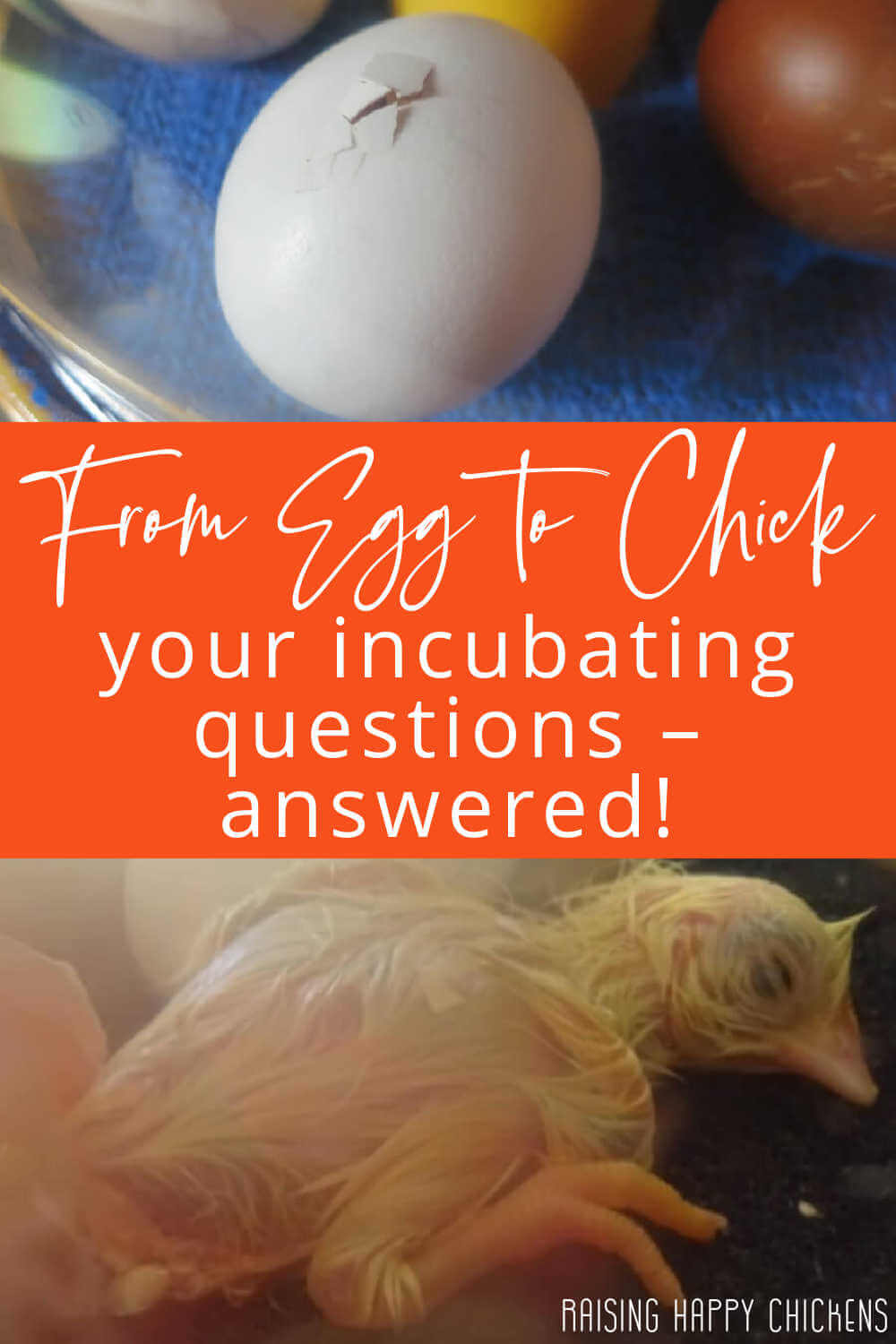 Incubating chicken eggs: your questions