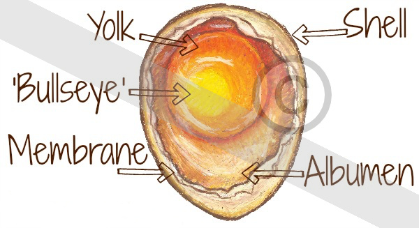 Incubation: the egg at day 1.