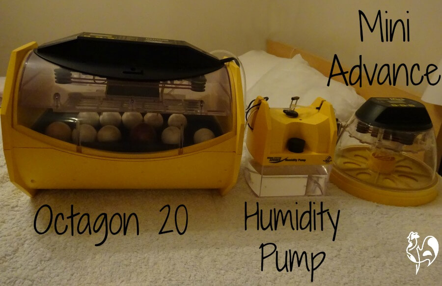 Brinsea s 24 egg incubator the Octagon 20 a review