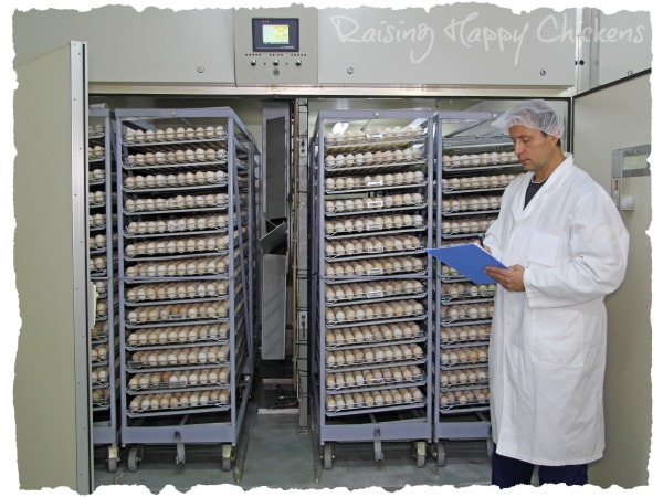 Providing Natural Poultry Feed - Homesteading and ... Ten steps to your perfect chicken egg incubator.