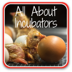 Thumbnail incubators T2