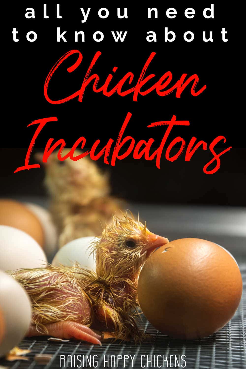 Incubators for chicken eggs choosing the best for your situation.