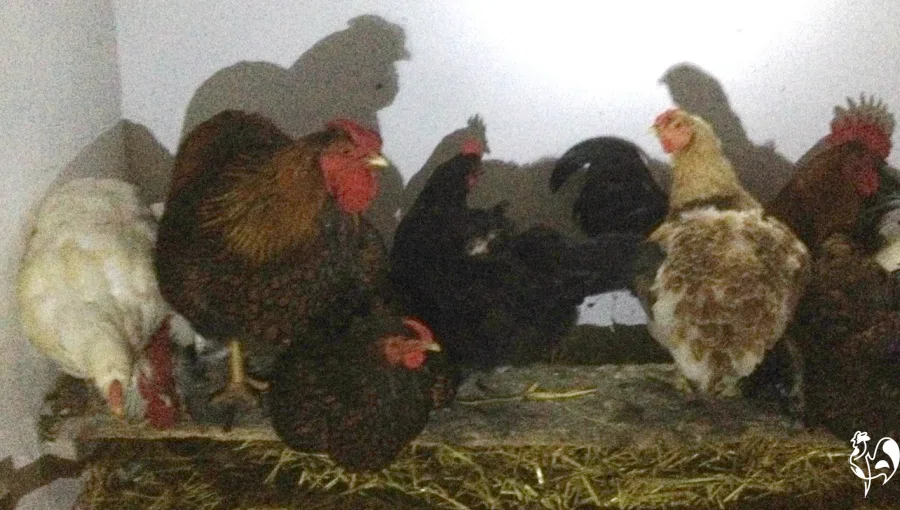 Mixing flocks at night helps reduce confrontation. 7 of my chickens roosted at night.