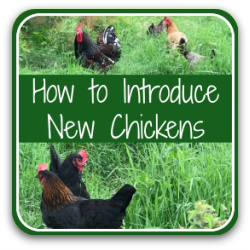 Thumbnail link to article: how to add new chickens to a backyard flock safely.