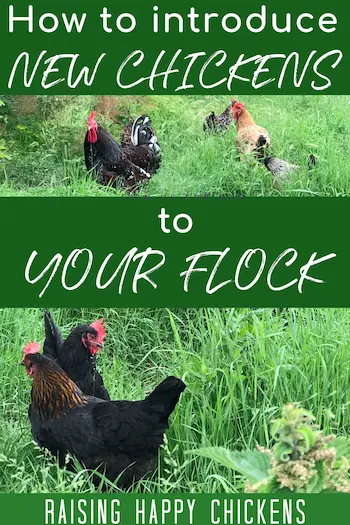 Pin: introducing new chickens to a flock safely using gradual separation method.