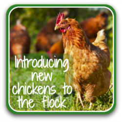 Thumbnail link: adding adult chickens to an existing flock.