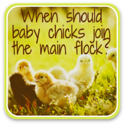 Button link to article: when should baby chicks or new hens join the main flock?