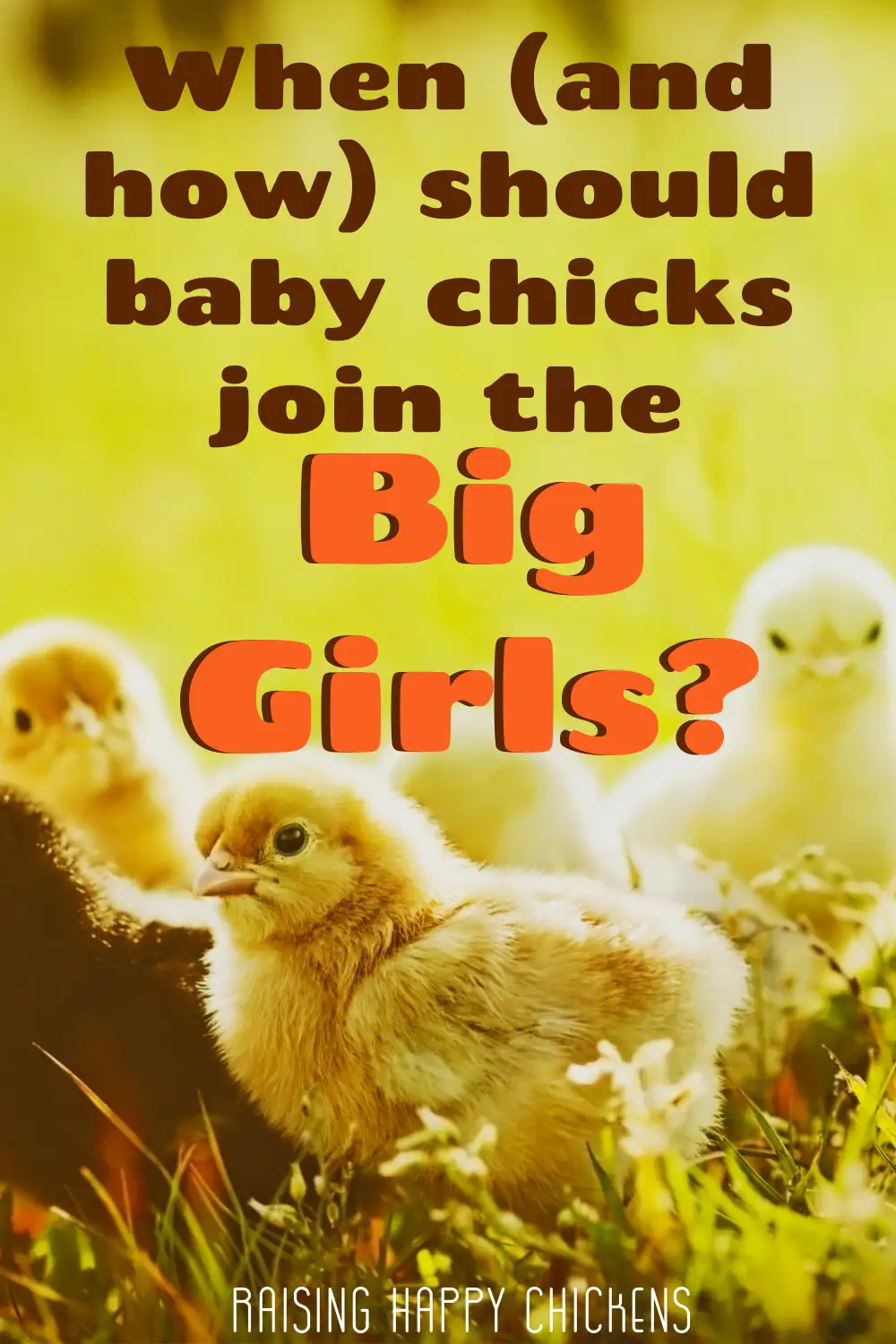 Pin: how should new chicks or adult chickens be introduced to an existing flock? Pin this for later. How to introduce new chicks / chickens to the flock: pin for later.