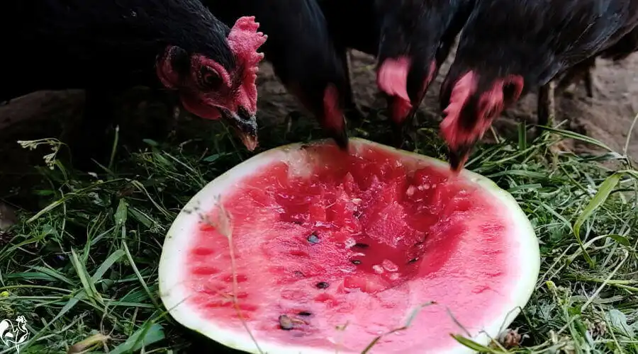 Watermelon slushies – always a favourite cooling chicken treat! Four black chickens eat a watermelon slushie.