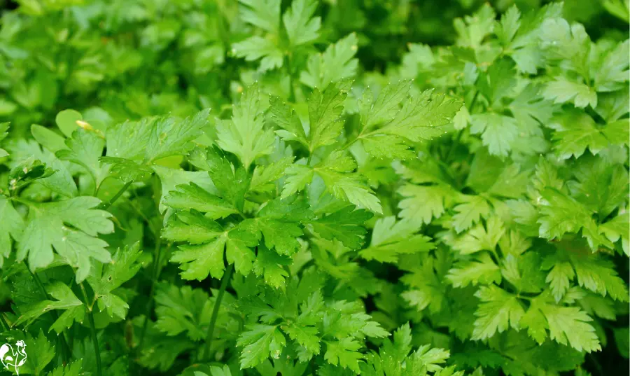 Flat leafed parsley wins over curly! Italian, or flat-leafed, parsley leaves in a pot.