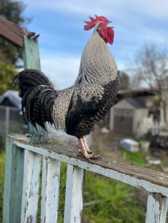 Festive chickens comp 2023 Benny