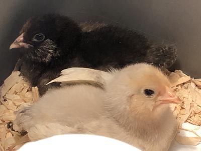 New chicks - Tillie and Truffle