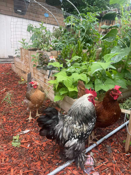 Three chickens in garden. Competition winner. Three chickens in garden. Competition winner.