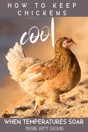 Keeping chickens cool when temperatures soar: pin to read later.