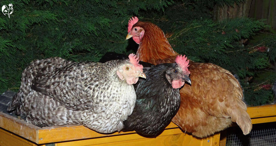 Three of my chickens roosting on a flat surface, covering their feet.