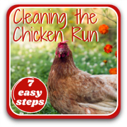 How to clean your chicken run in 7 easy steps - click for more.