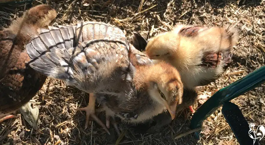 One of my three week old chicks cooling off. A young chick holding her wings out to keep cool.