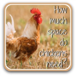 How much space do your chickens need? Link.