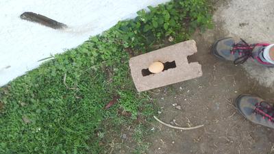 Her last egg from yesterday.  I found it when I dismantled her hen house today.