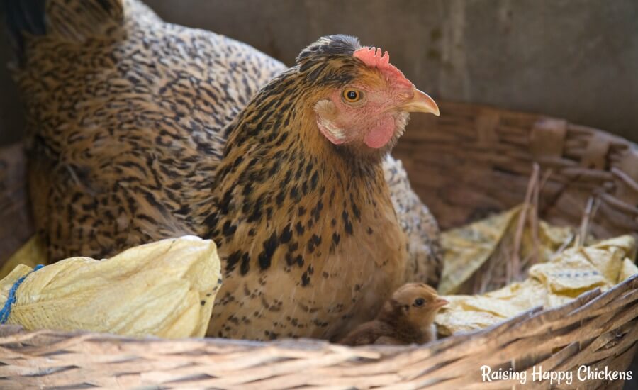 Lavender aromatherapy for chickens what research tells us.