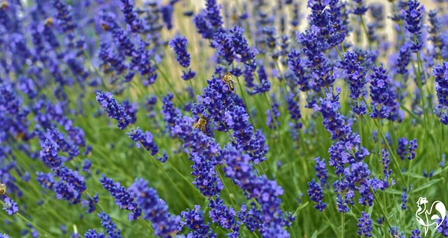 Lavender field with bees.
