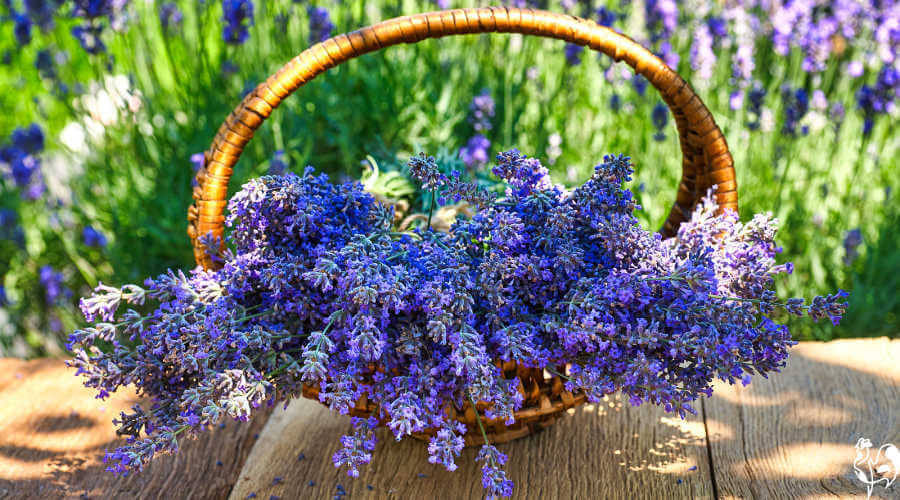 Lavender in a rustic basket, with a field of lavender behind.