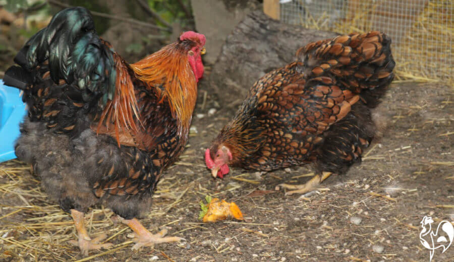 Copper egg skelter  BackYard Chickens - Learn How to Raise Chickens