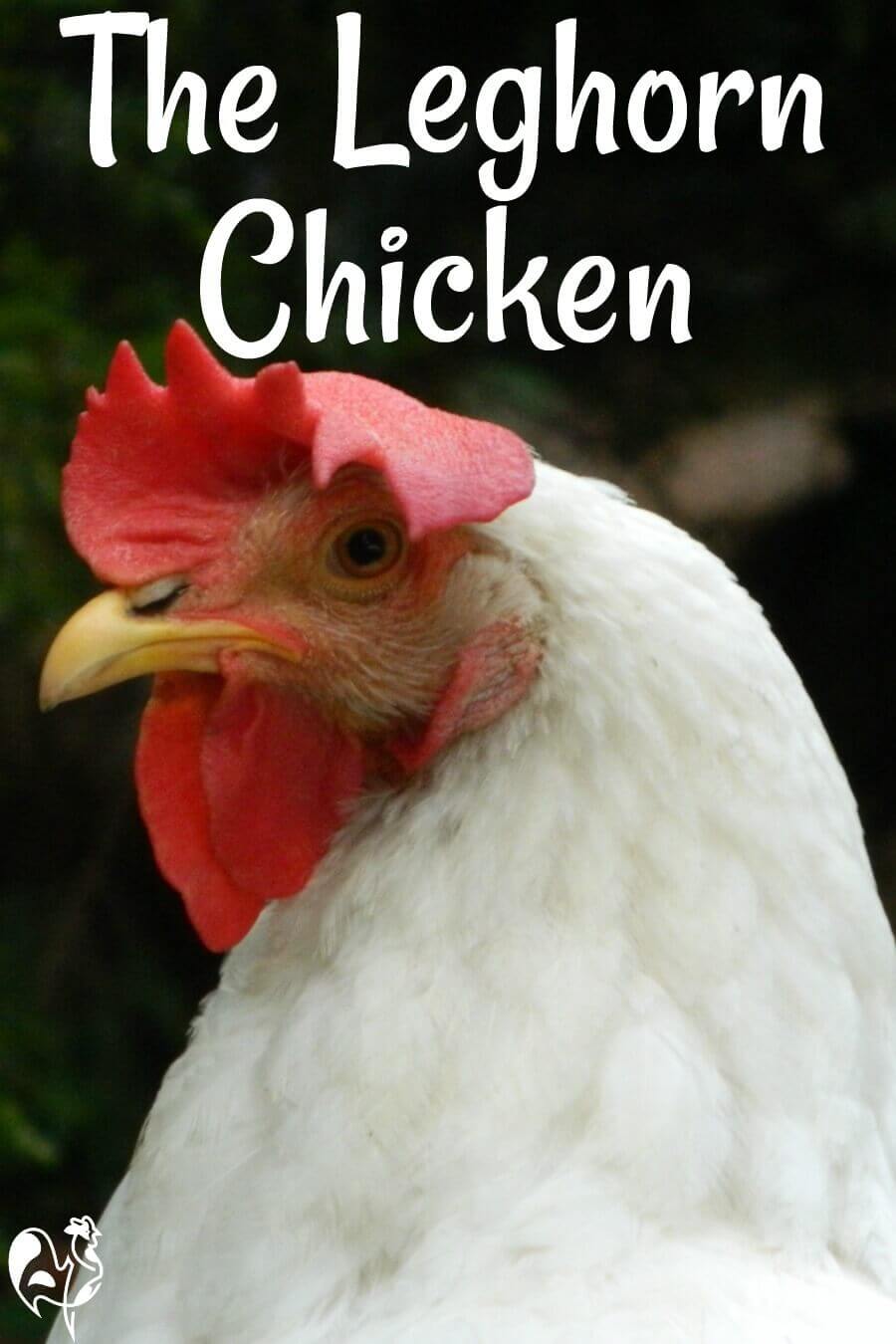 The Leghorn Or Livorno Chicken Breed Is It Right For You