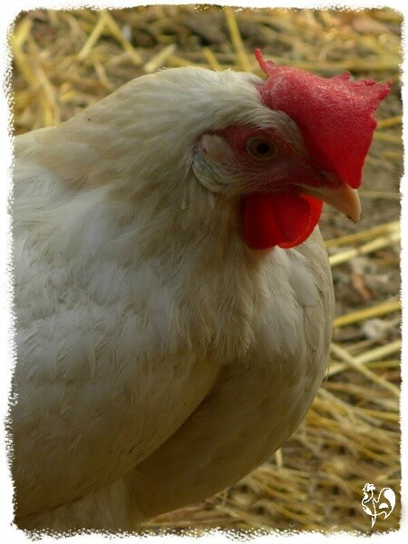 Een van mijn Leghorn-kippen met haar slappe kam.