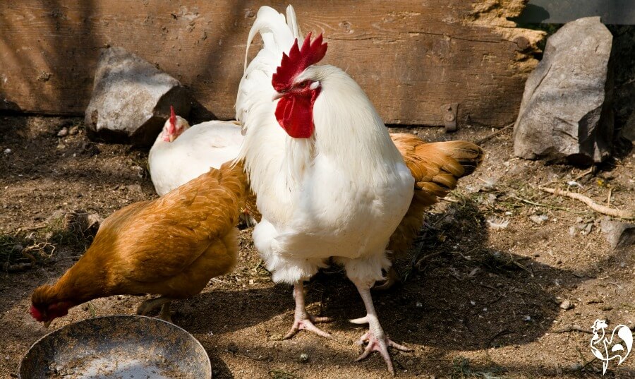 Un pollo bianco Livorno maschio.