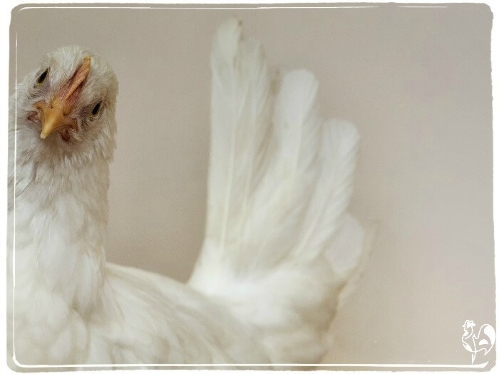 Leghorn pullet