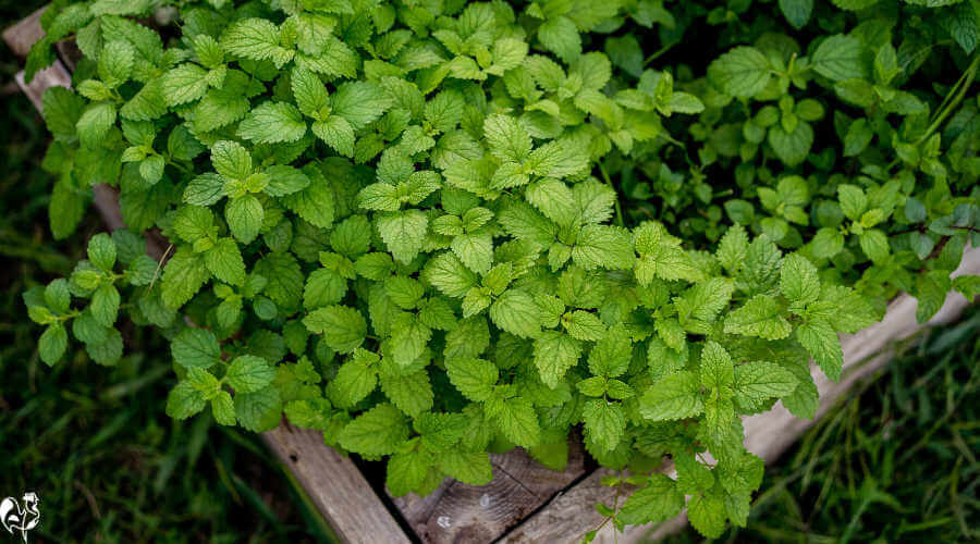 A lemon balm plant in a wooden box.