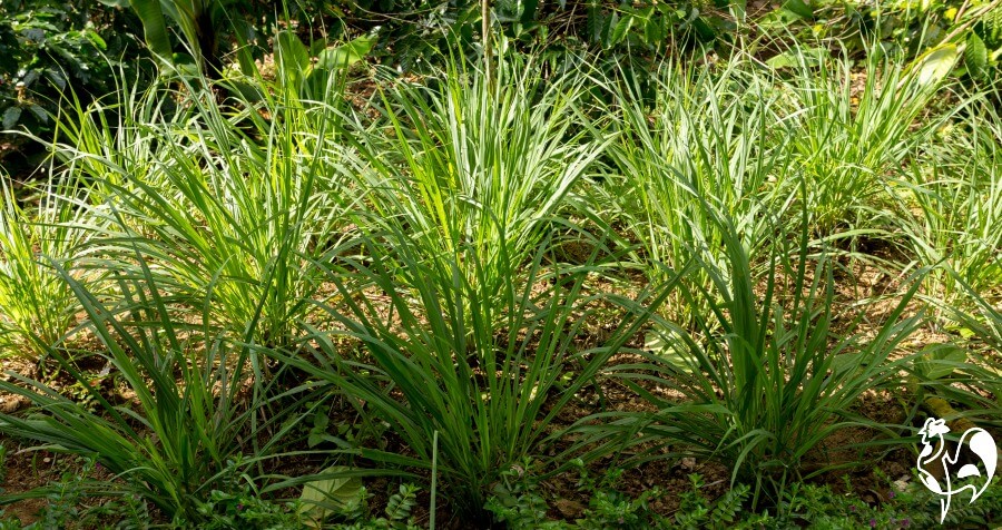 Lemongrass - good for keeping mosquitoes at bay.