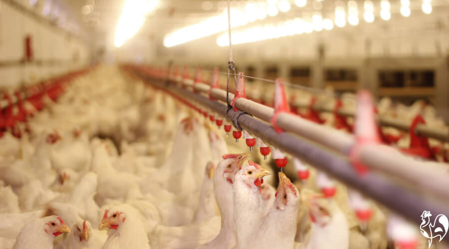 Would you want your chickens to lay naturally or have enhanced light? Chickens in a commercial unit with lights all through the barn.