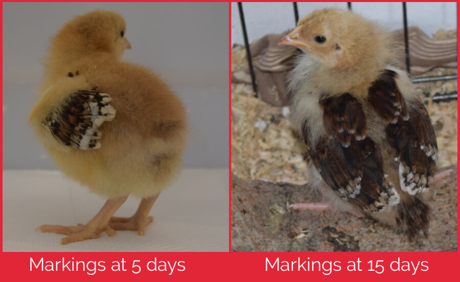 The difference in just ten days is marked. A Spcekld Sussex chick aged 5 days and 15 days, showing the development of the wing colouring.