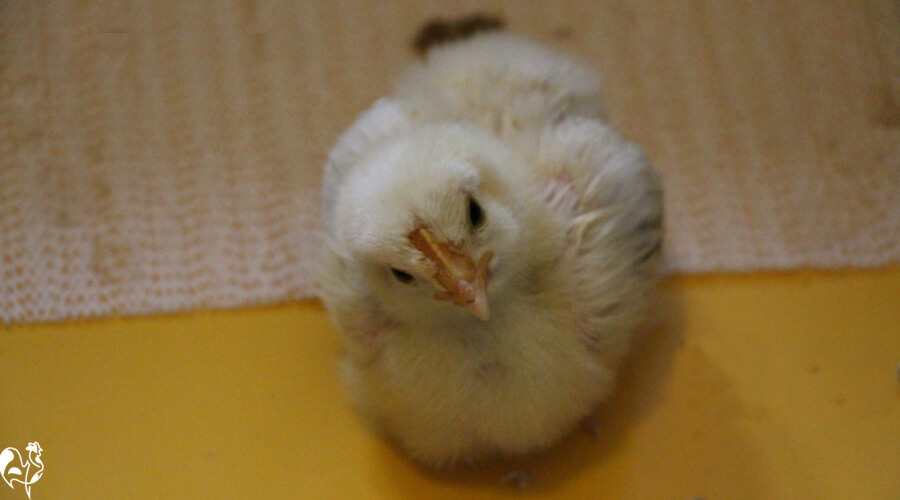The black markings are beginning to show on this Light Sussex chick. The black tail and wing colouring is starting to develop on this chick.