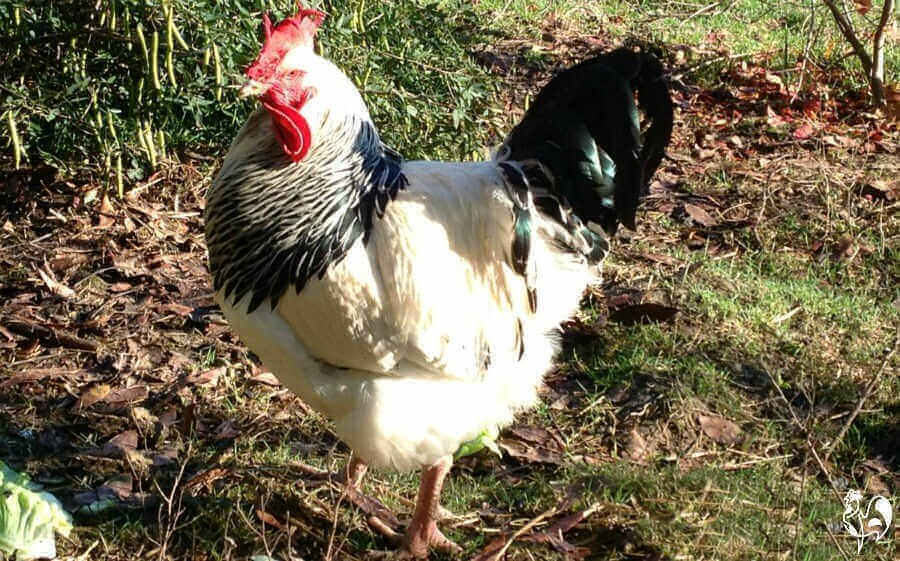 My little chick grew into a big rooster! A Light Sussex rooster.