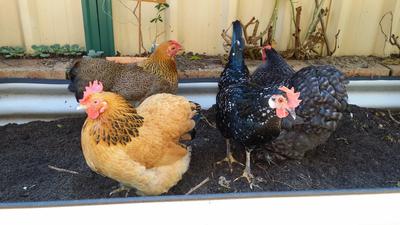Enjoying the gardenbed
