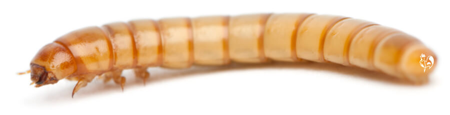 The live mealworm larva. A live mealworm.