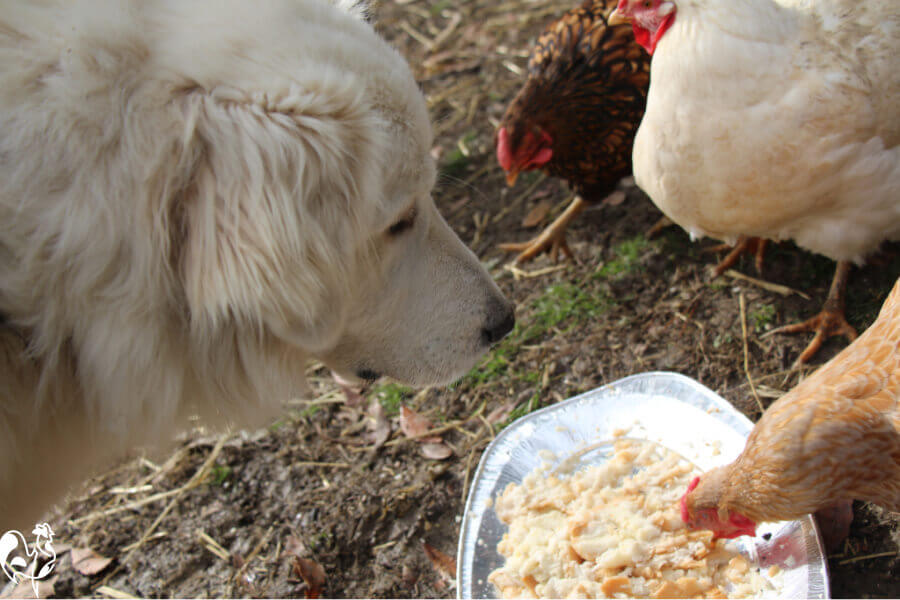 My Maremma Livestock Guardian Dog eyeing up the chickens' treats!