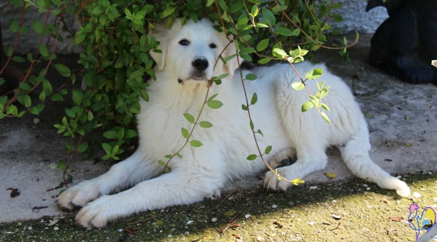 Luce, der Tierschutzhund der Maremma, im Hühnerstall.
