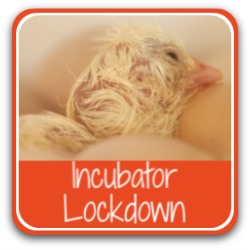 How to lock down your incubator at day 19 - link.