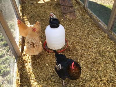 The gang all together