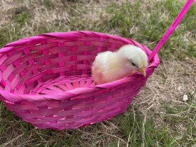 Baby Lucie on Easter 