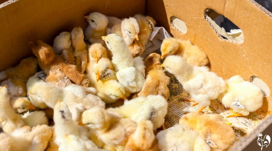 Don't leave chicks sitting in a depot waiting for collection! Mail order chicks in a box needing water on arrival home.