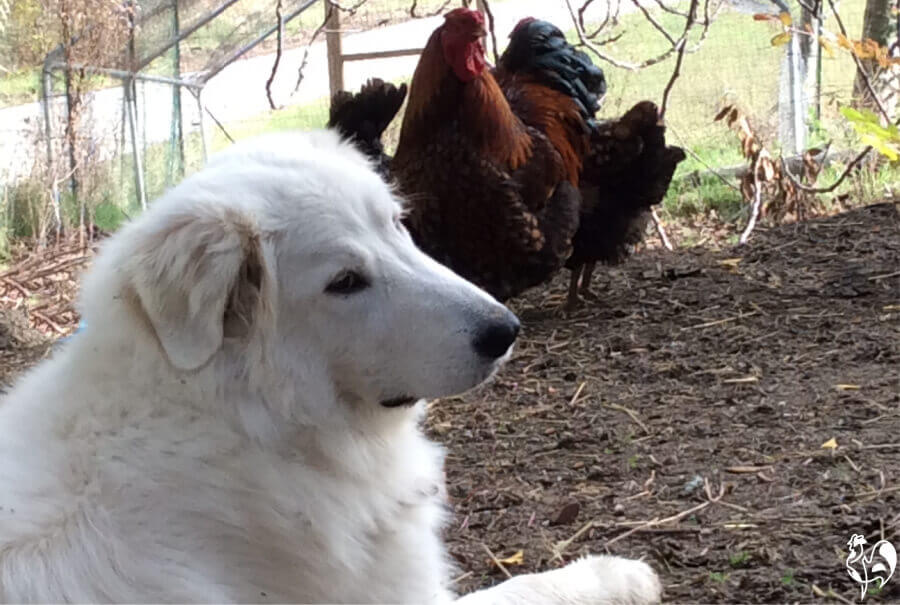 My Maremma with one of my Wyandotte roosters.