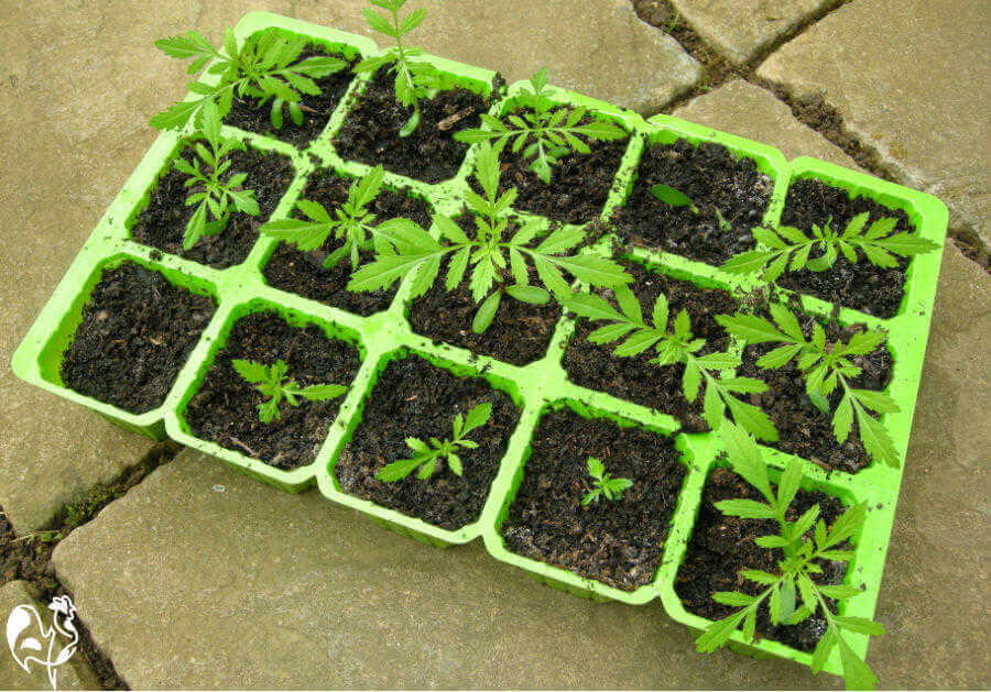 Marigold seedlings growing in a seed tray.