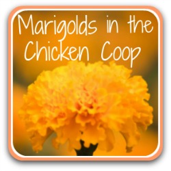 Marigolds in the chicken coop - link.