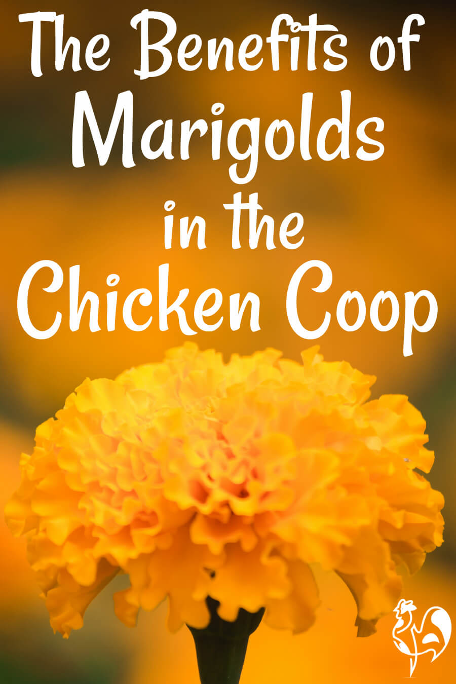 Which Marigolds Are Best For Your Chickens Health