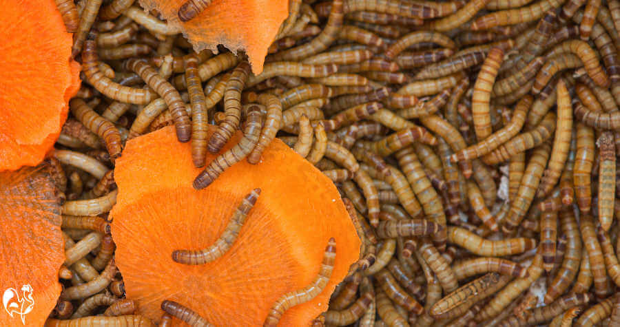 Mealworms: longer and harder than waxworms, and a yellow colour. Mealworm larvae on pieces of carrot.